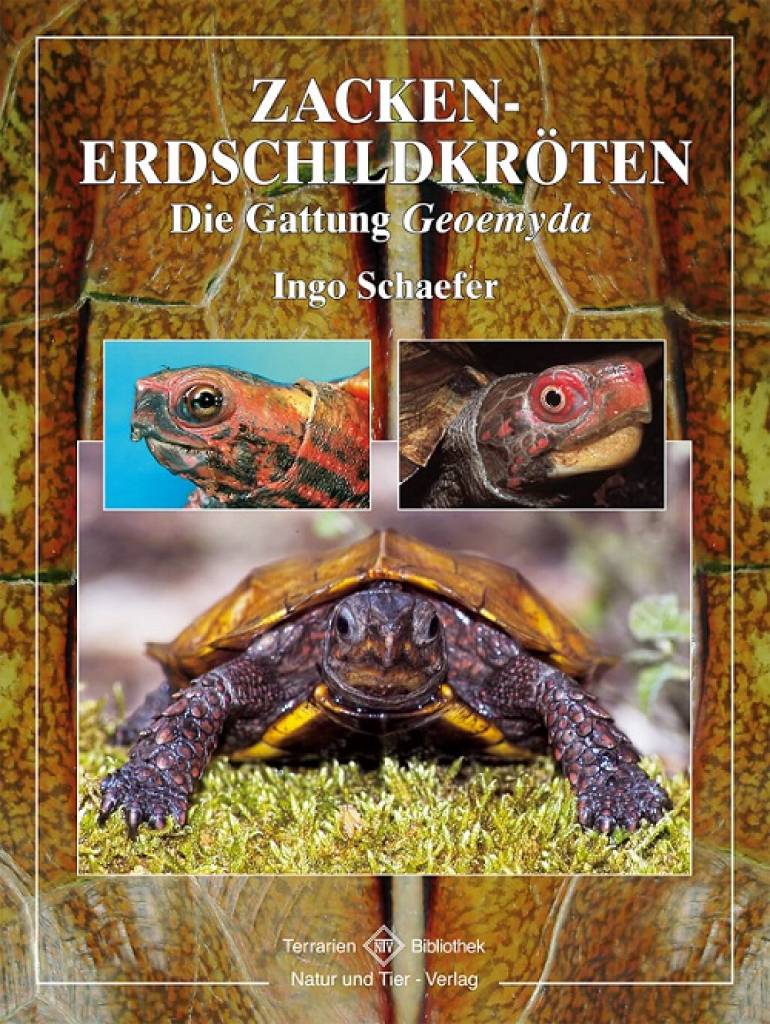 Zacken-Erdschildkröten